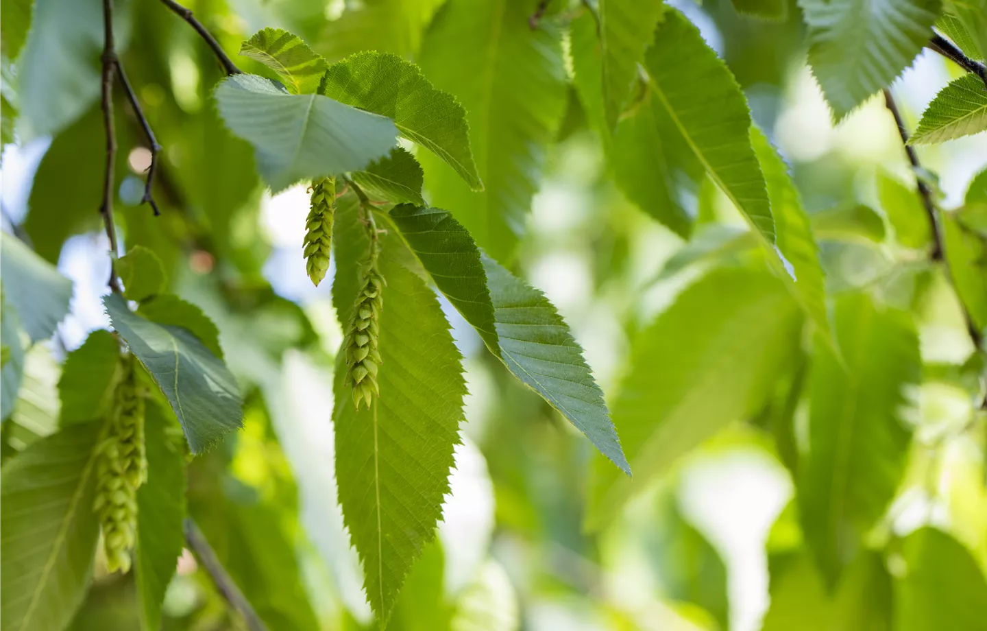 Acheter des plantes de haies locales