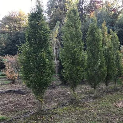 im Container 150 - 175 - Hainbuche - Carpinus betulus 'Fastigiata'