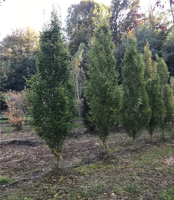Carpinus betulus 'Fastigiata'