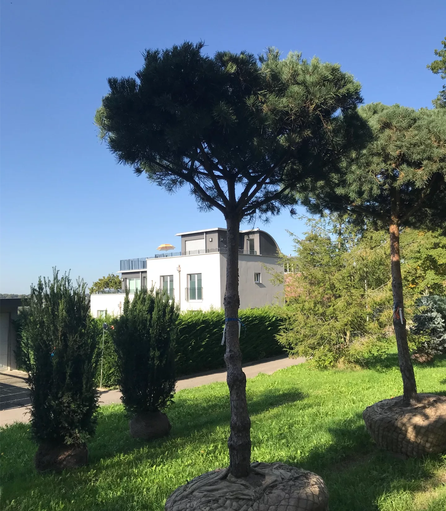 Pinus sylvestris