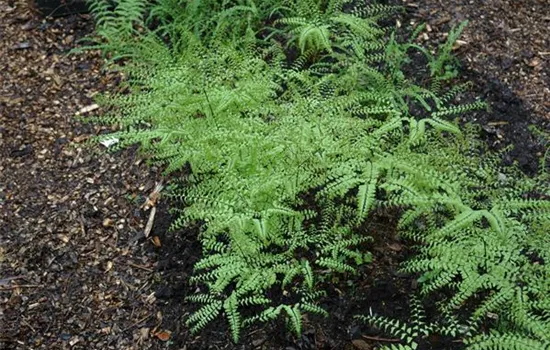 Adiantum pedatum