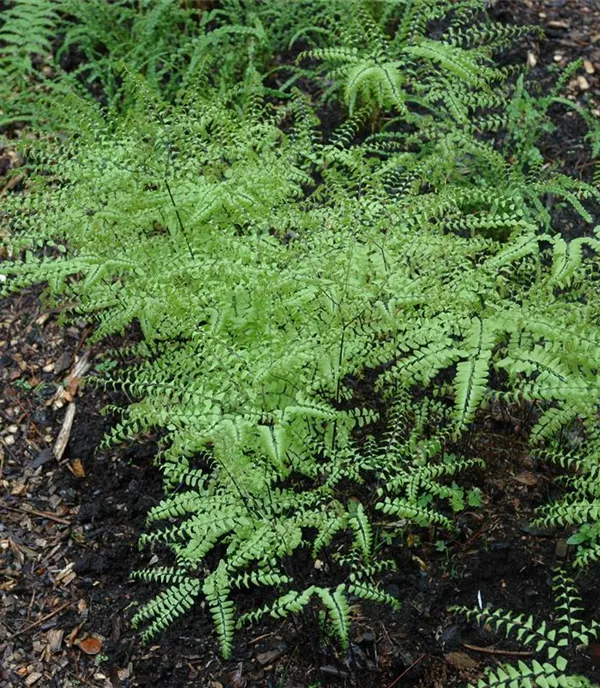 Adiantum pedatum
