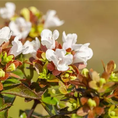 im Container 40 - 50 - Abelie - Abelia grandiflora (x) 'Compacta'