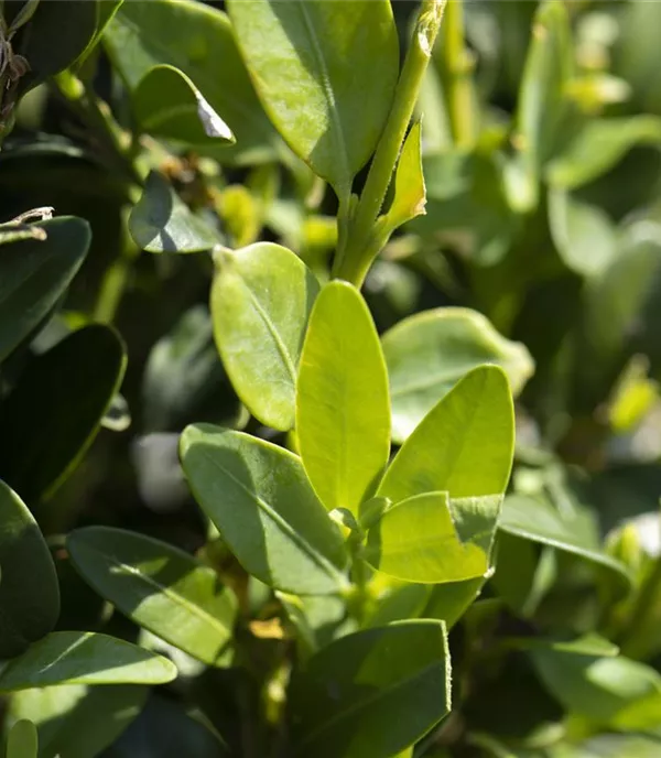 Buxus sempervirens Kugel
