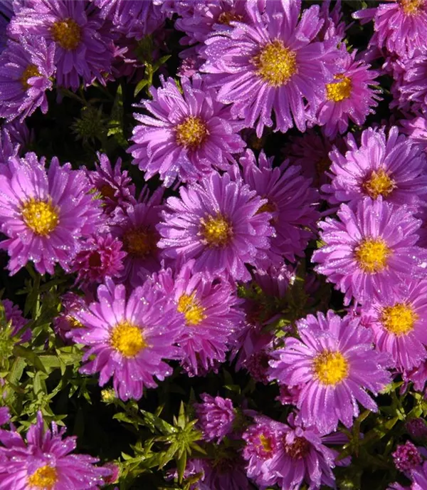 Aster (Dumosus-Gruppe) 'Kassel'