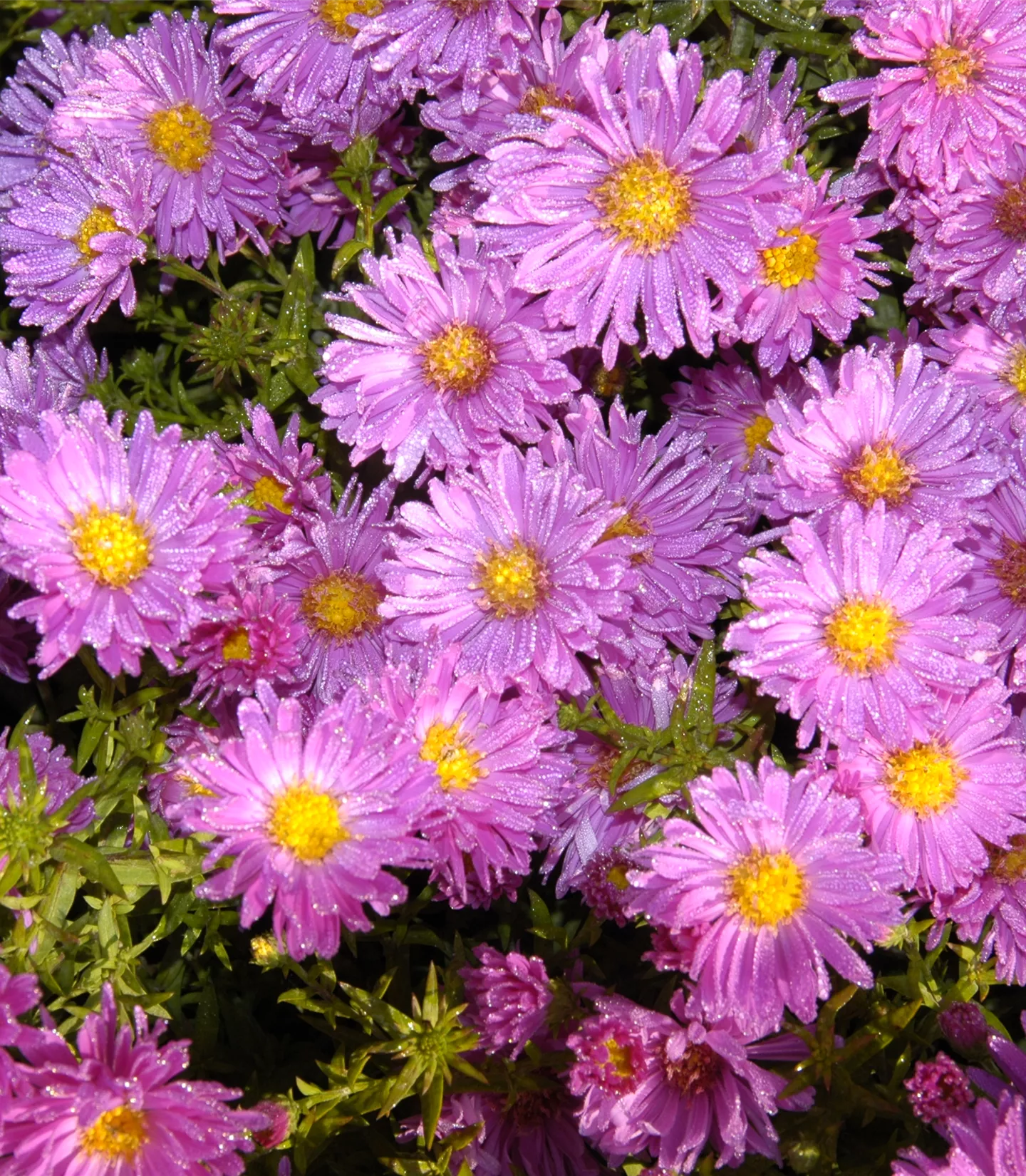 Aster alpinus 'Happy End'