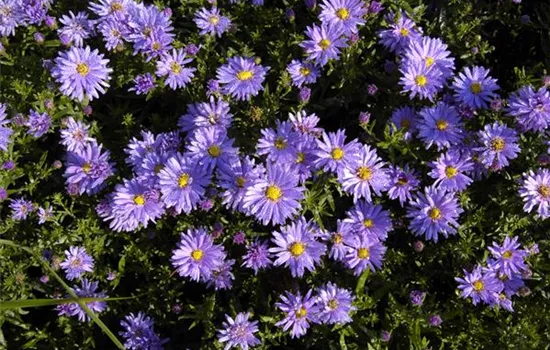 Aster (Dumosus-Gruppe) 'Augenweide'
