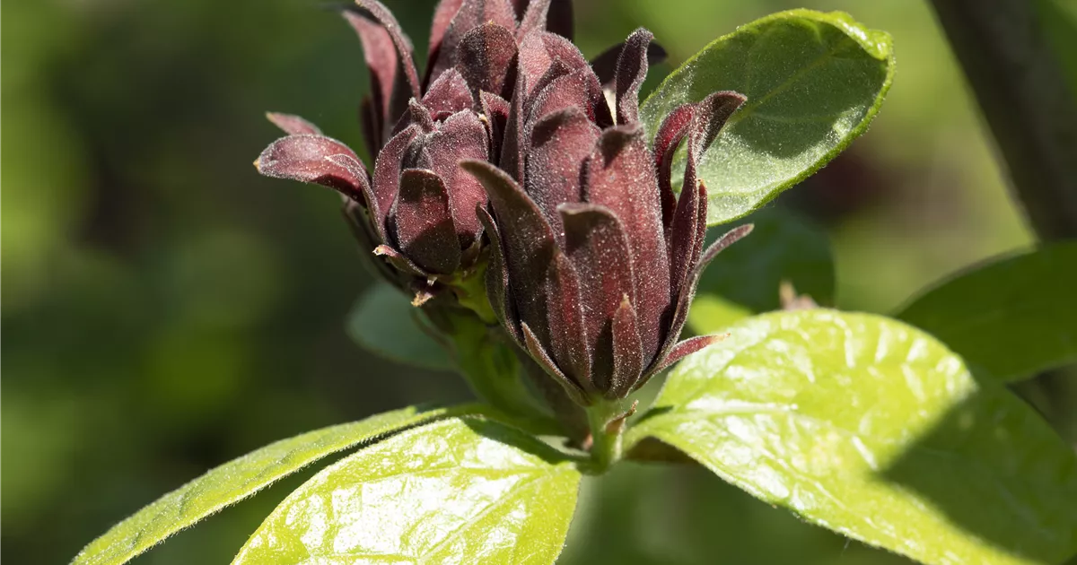 heidelbeeren pflanzen düngen Bio Heidelbeer Dünger flüssig 1 L