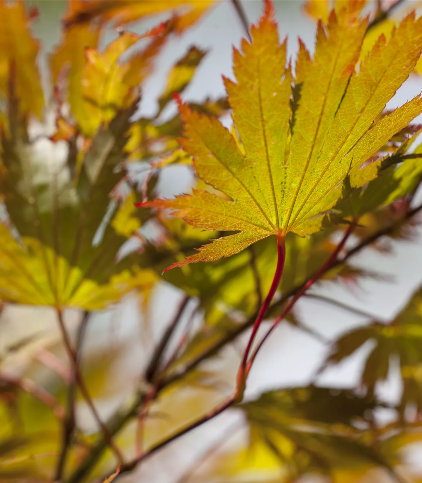 Acer palmatum 'Red Flash'