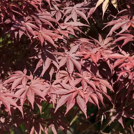 Acer palmatum 'Bloodgood' kaufen - dunkelroter Fächerahorn Acer palmatum 'Bloodgood' kaufen - dunkelroter Fächerahorn