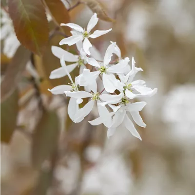 im Container 80 - 100 - Kahle Felsenbirne - Amelanchier 'Ballerina'