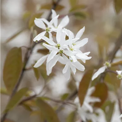Hochstamm im Container Stammumfang 10 - 12cm - Amelanchier laevis 'Snowflakes'