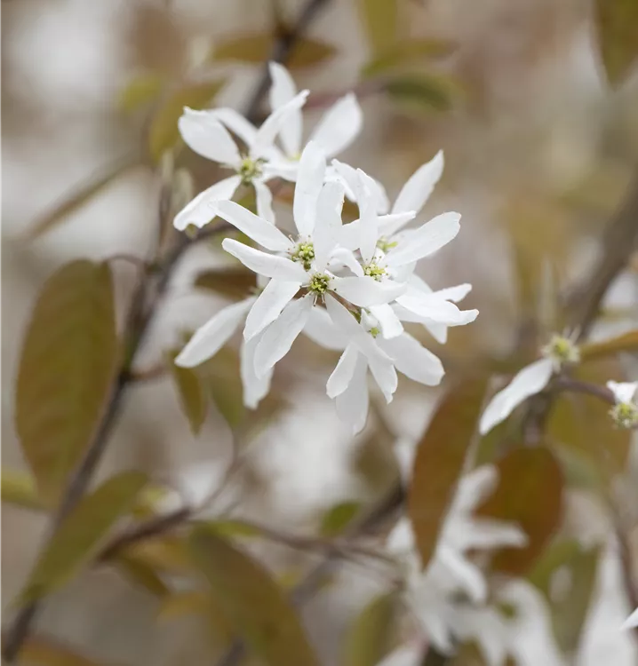 Amelanchier laevis 'Snowflakes'