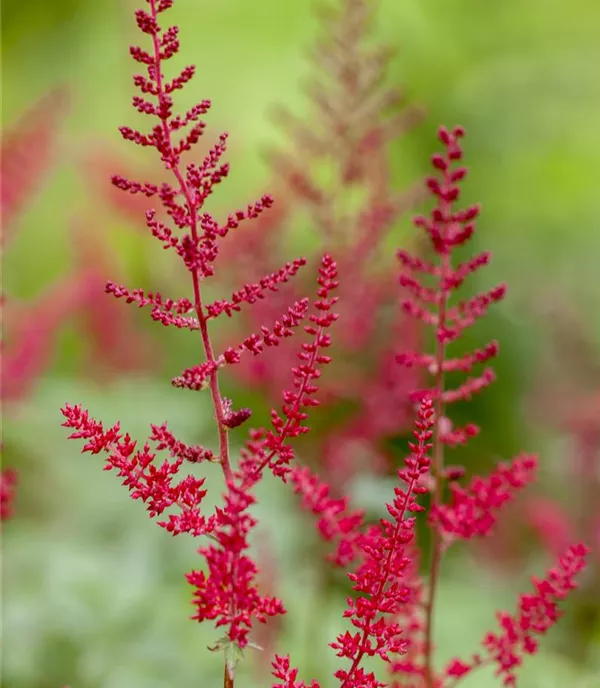 Astilbe (Japonica-Gruppe) 'Montgomery'