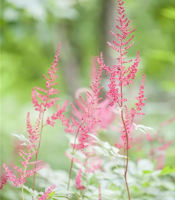Astilbe (Simplicifolia-Gruppe) 'Sprite'
