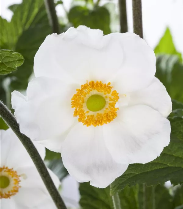 Anemone sylvestris