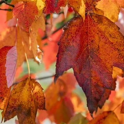 Hochstamm mit Ballen Stammumfang 12 - 14cm - Rotahorn - Acer rubrum 'Red Sunset'