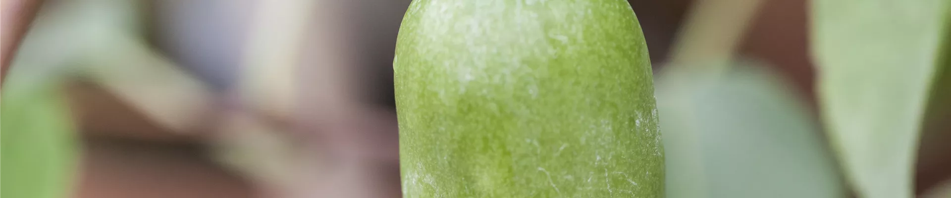 Bodendecker online kaufen | Bauer Baumschulen AG Bodendecker online kaufen | Bauer Baumschulen AG