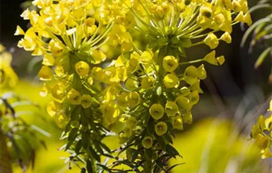 Euphorbia characias ssp. wulfenii