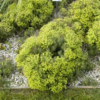 Topfgrösse 0.5 Liter - Wolfsmilch - Euphorbia 'Clarice Howard'