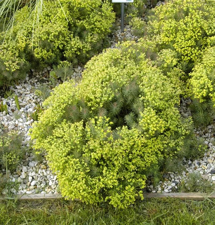 Wolfsmilch - Euphorbia 'Clarice Howard'
