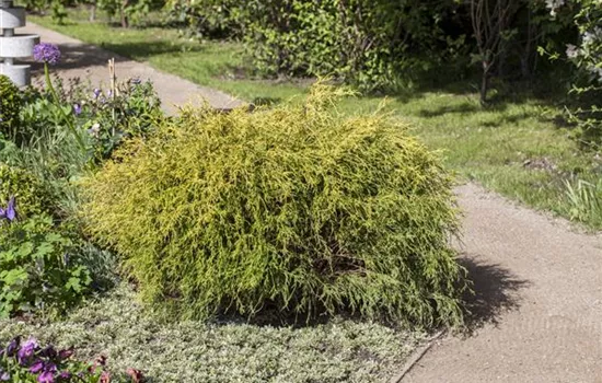 Chamaecyparis pisifera 'Aurea Nana'