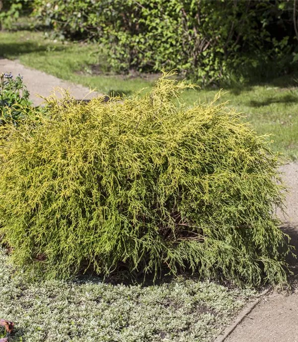 Chamaecyparis pisifera 'Aurea Nana' Chamaecyparis pisifera 'Aurea Nana'