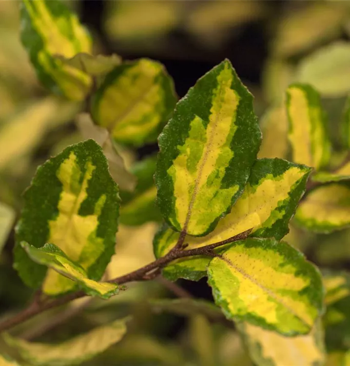 Ölweide - Elaeagnus pungens 'Maculata'
