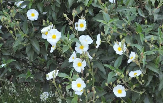 Cistus laurifolius