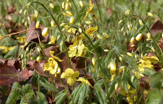 Epimedium pinnatum ssp. colchicum