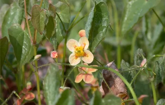 Epimedium pubigerum 'Orangekönigin'