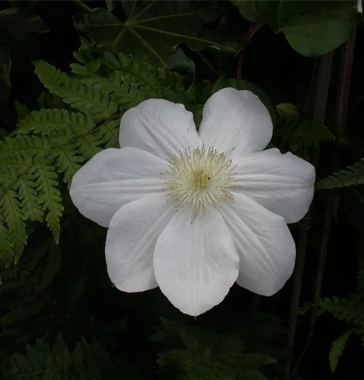 Clématite 'Madame Le Coultre'