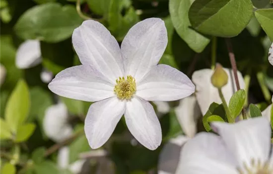 Clematis (Viticella-Gruppe) 'Huldine'