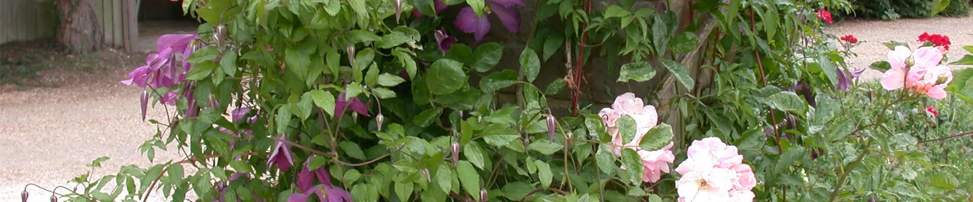 Boutique de plantes Boutique de plantes