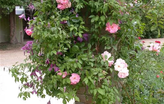 Clematis alpina weiss