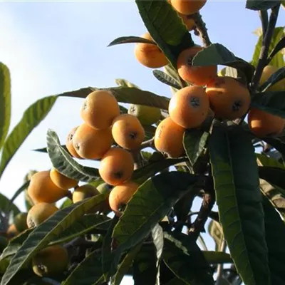 Container 70 - 80 - Japanische Mispel - Eriobotrya japonica