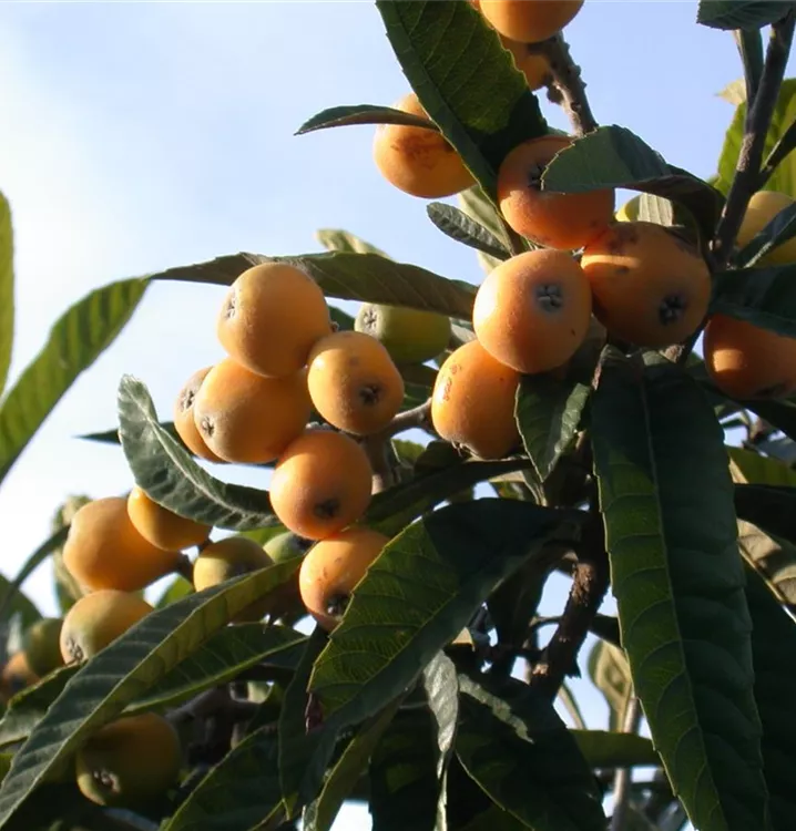 Japanische Mispel - Eriobotrya japonica