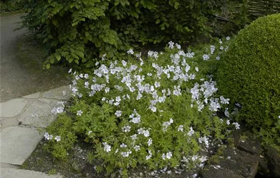 Geranium clarkei 'Kashmir White'