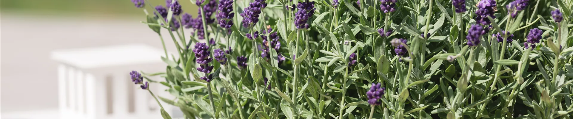 Boutique de plantes Boutique de plantes