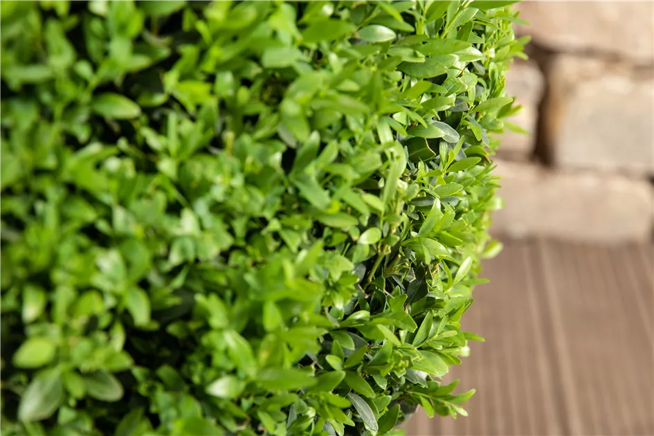Ligustrum ovalifolium Solitr, Liguster
