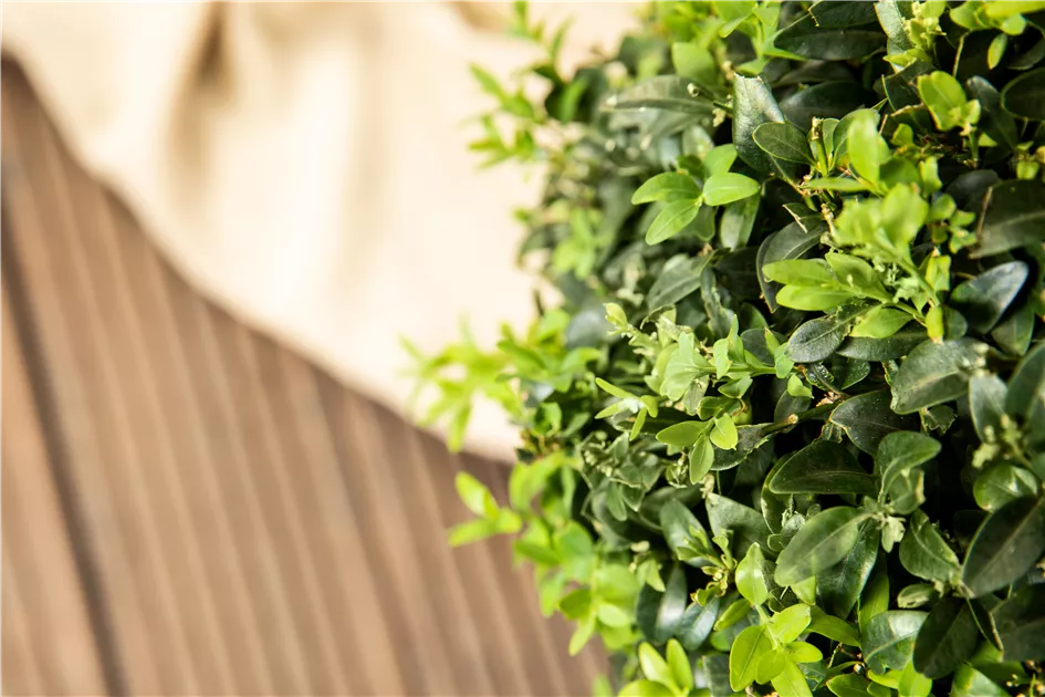 Ligustrum ovalifolium - Heckenpflanze, Ovalblttriger Liguster