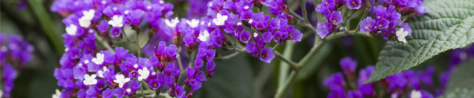 Bodendecker online kaufen | Bauer Baumschulen AG Bodendecker online kaufen | Bauer Baumschulen AG