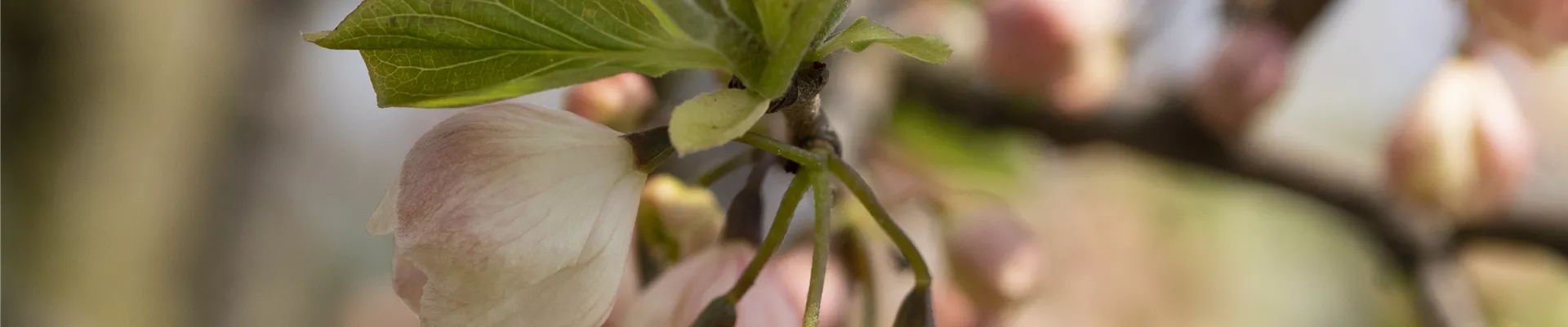 Bodendecker online kaufen | Bauer Baumschulen AG Bodendecker online kaufen | Bauer Baumschulen AG