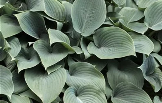 Hosta 'Blue Cadet'