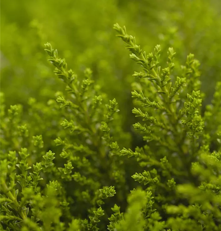 Strauchveronika - Hebe ochracea 'James Stirling'