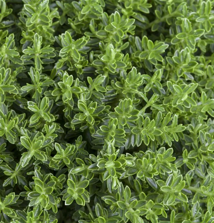 Strauchveronika - Hebe pinguifolia