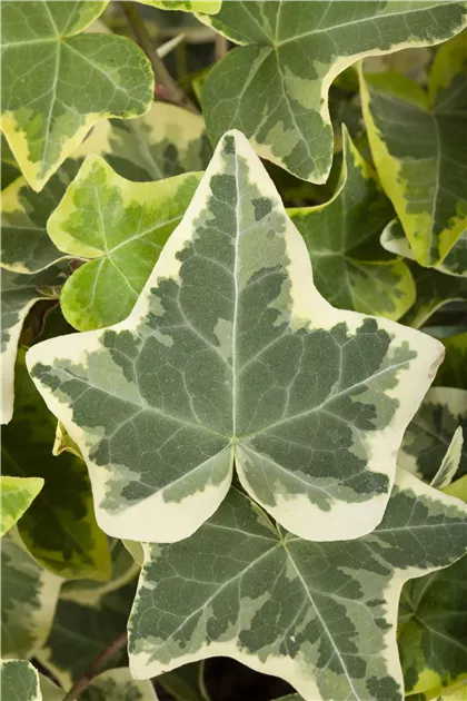Hedera helix 'Glacier', Efeu