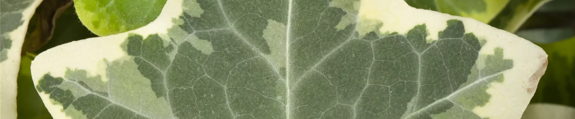 Boutique de plantes Boutique de plantes