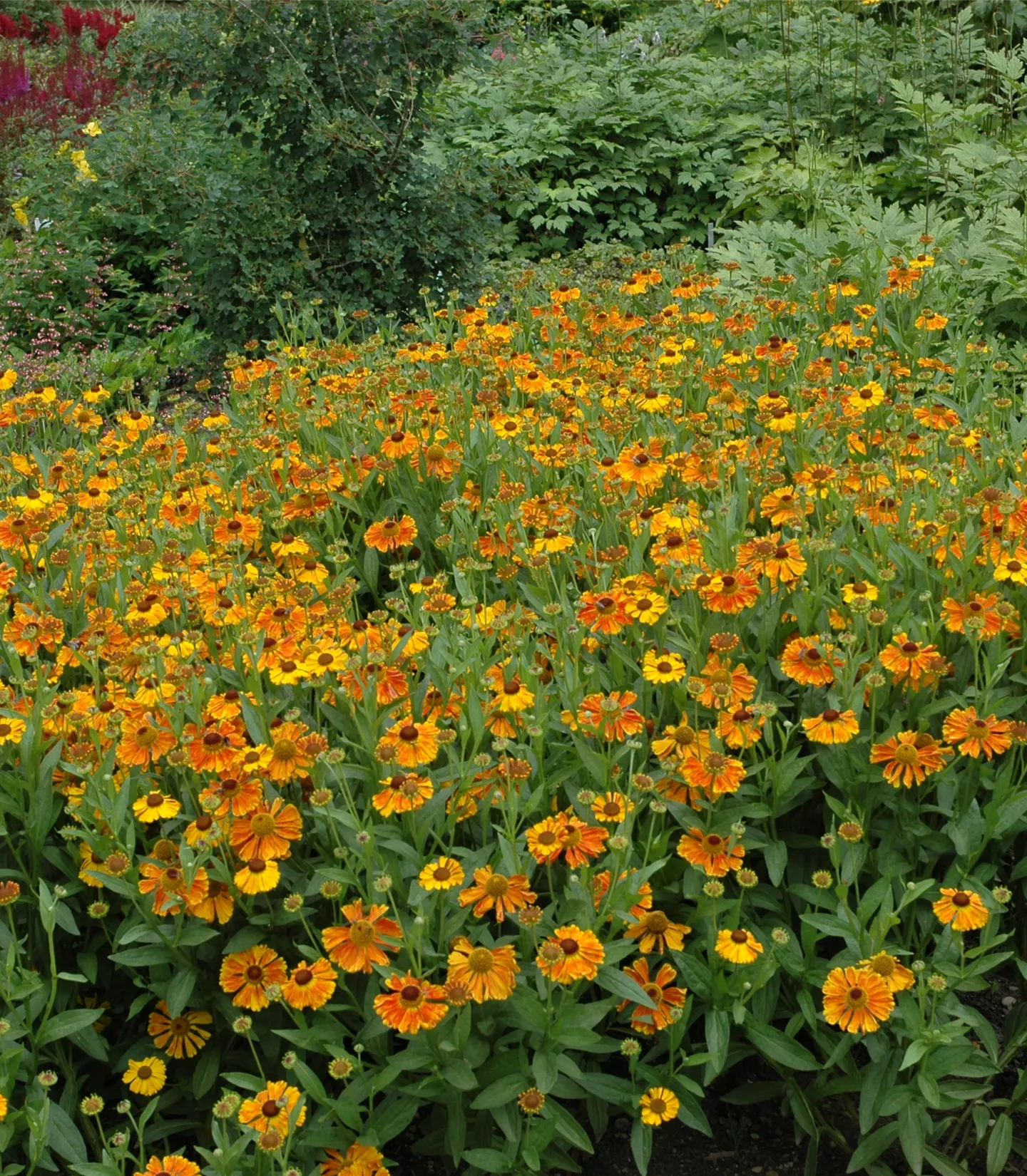 Helenium 'Waltraut'