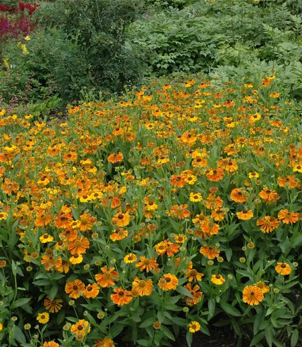 Helenium 'Waltraut'